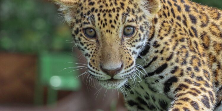 Canalizará Comisión de Parques cachorros de jaguar donados a la Biósfera El Cielo