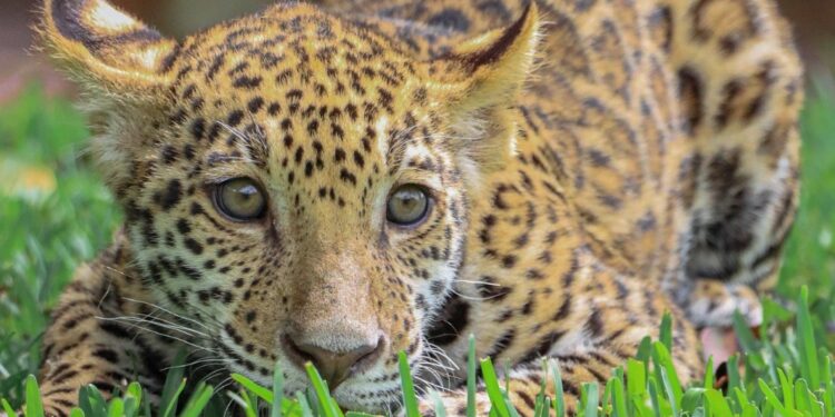 Canalizará Comisión de Parques cachorros de jaguar donados a la Biósfera El Cielo