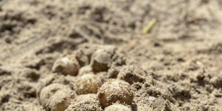 Cerró temporada de tortuga lora con 150 mil crías liberadas al mar