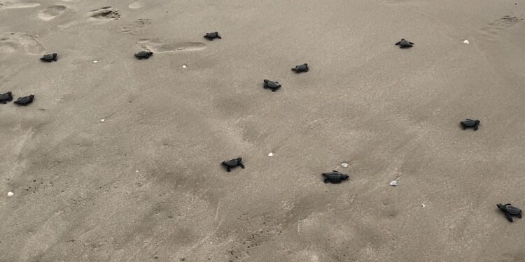 Cerró temporada de tortuga lora con 150 mil crías liberadas al mar