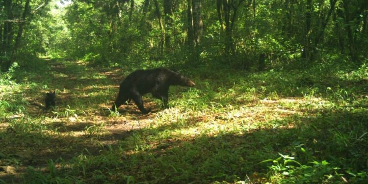 Avistan los primeros osos negros en la Reserva de La Biósfera El Cielo