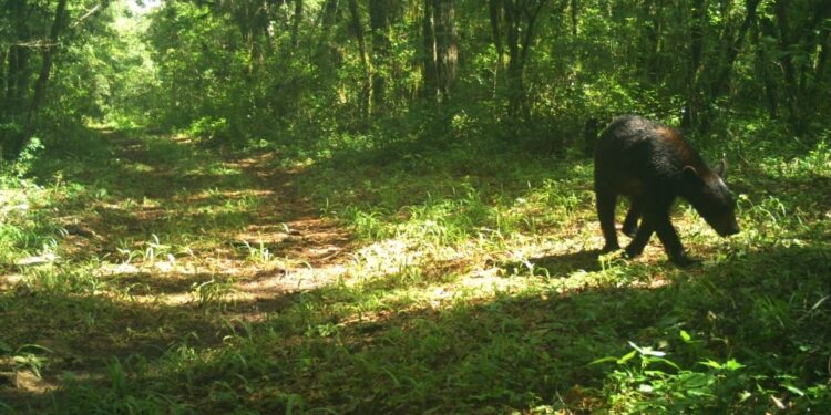 Avistan los primeros osos negros en la Reserva de La Biósfera El Cielo