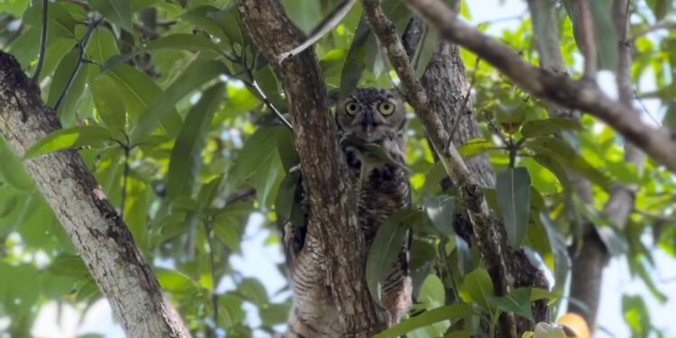 Libera la Comisión de Parques búhos, linces, ocelote y osezna