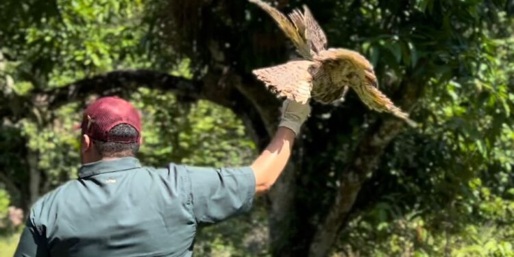 Libera la Comisión de Parques búhos, linces, ocelote y osezna