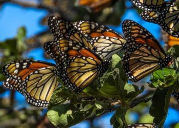 Invita Comisión de Parques al Festival de la Mariposa Monarca en Gómez Farías
