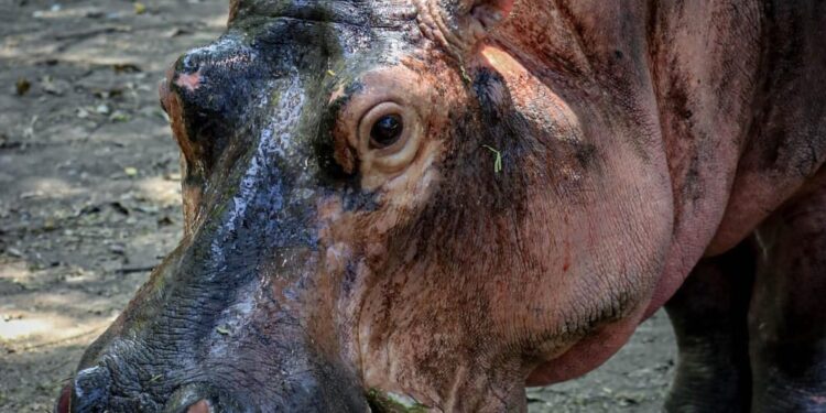 Concentra 94 especies el Zoológico Tamatán