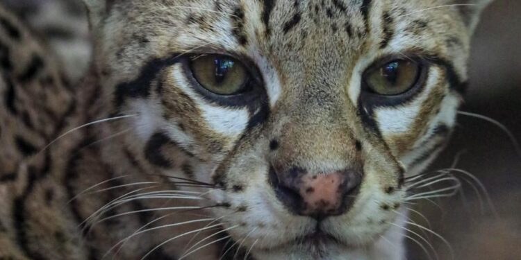 Concentra 94 especies el Zoológico Tamatán