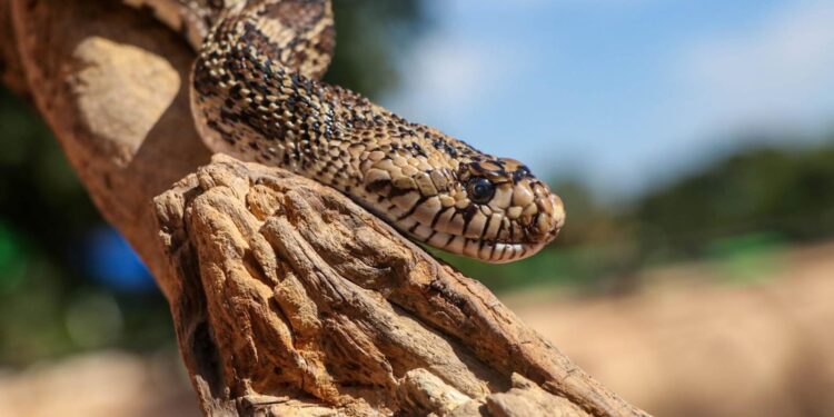 Concentra 94 especies el Zoológico Tamatán