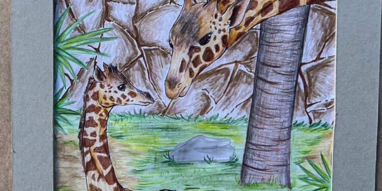 “Asani”, nombre ganador para el bebé jirafa del Zoológico Tamatán