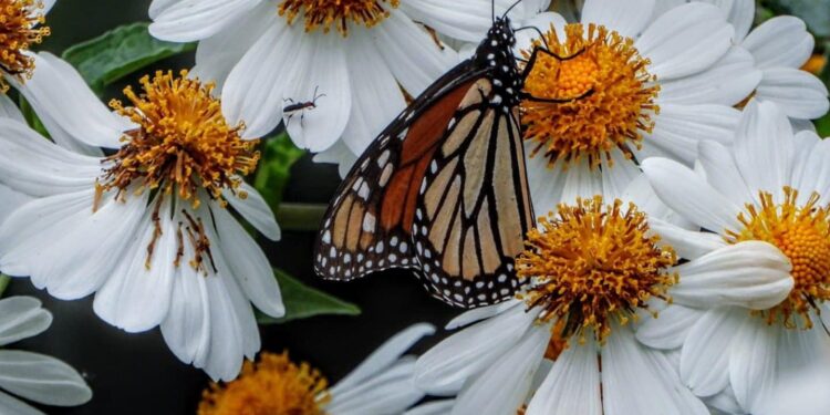 Analizarán estrategias en pro de la mariposa monarca en el Museo Tamux