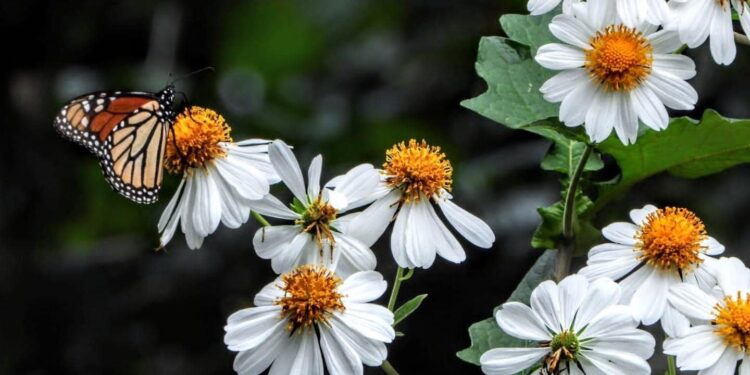 Analizarán estrategias en pro de la mariposa monarca en el Museo Tamux