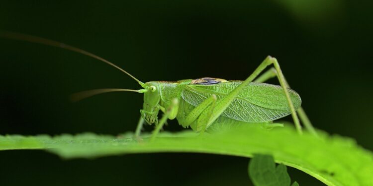 Invitan a sábados de “Amigos de Vuelo”, en el planetario “Dr. Ramiro Iglesias Leal”