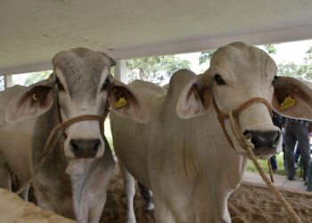 Lleva Gobierno del Estado Programa de Mejoramiento Genético al municipio de Aldama