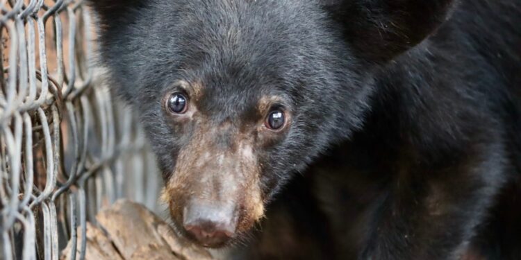 Atiende Comisión de Parques reportes de avistamientos de fauna silvestre