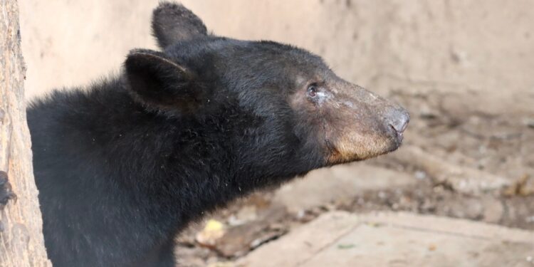 Atiende Comisión de Parques reportes de avistamientos de fauna silvestre