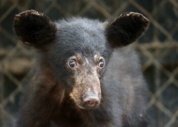 Atiende Comisión de Parques reportes de avistamientos de fauna silvestre