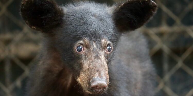 Atiende Comisión de Parques reportes de avistamientos de fauna silvestre