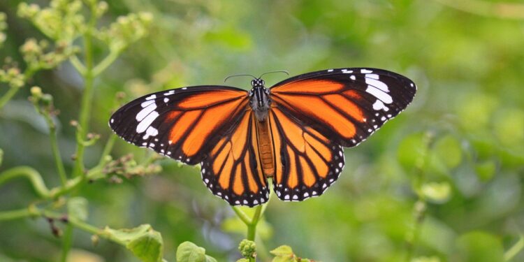 Es Tamaulipas, clave para conservación de ecosistemas y mariposa monarca: Especialistas