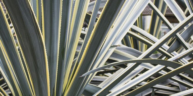 Invita Turismo a disfrutar el “Festival del Teqzcal” en González