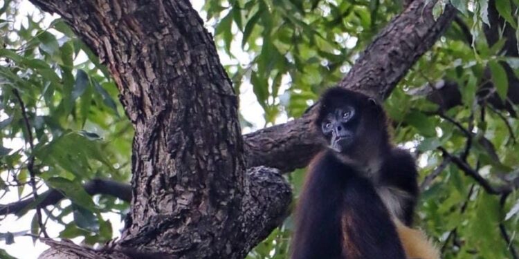 Es Zoológico Tamatán un referente universitario en materia de fauna