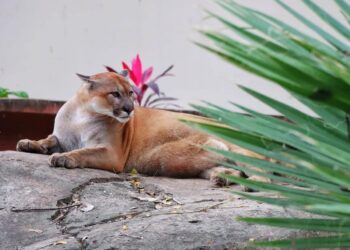 Es Zoológico Tamatán un referente universitario en materia de fauna