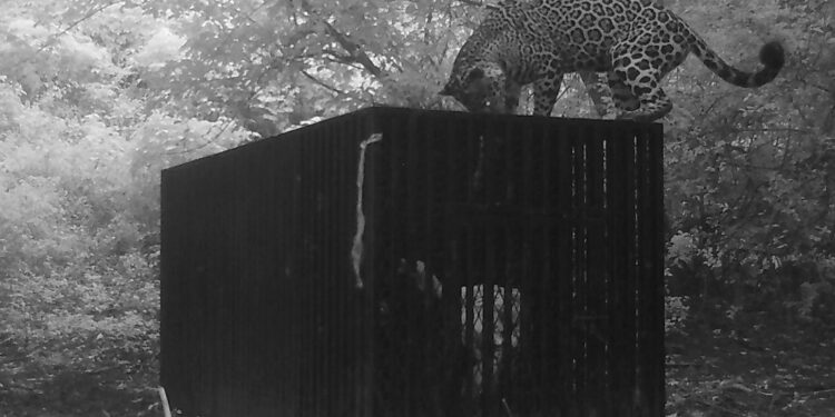 Instala Comisión de Parques collar de monitoreo en jaguar