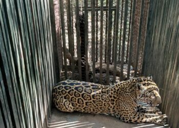 Instala Comisión de Parques collar de monitoreo en jaguar