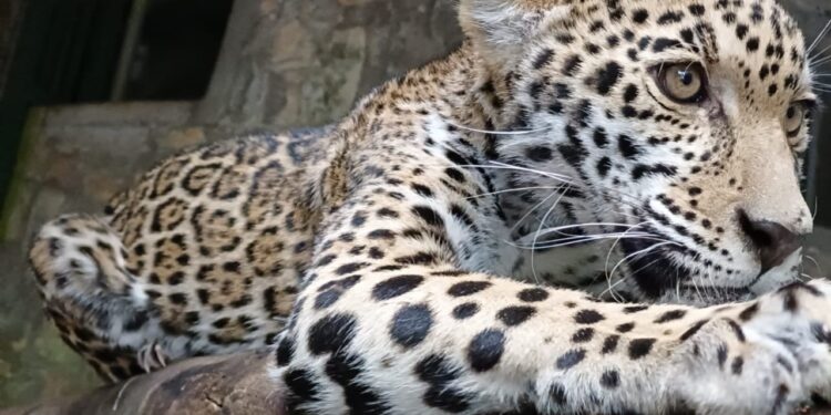 Llegan cachorros de jaguar al Parque Ecológico Biósfera El Cielo