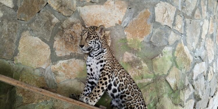 Llegan cachorros de jaguar al Parque Ecológico Biósfera El Cielo