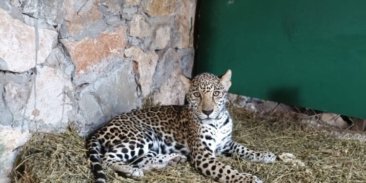 Llegan cachorros de jaguar al Parque Ecológico Biósfera El Cielo