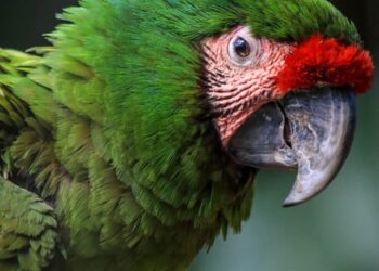 Trabaja Tamaulipas en seis programas de conservación