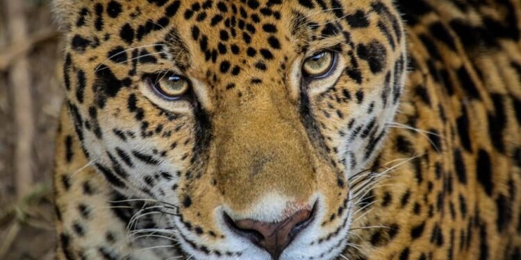 Trabaja Tamaulipas en seis programas de conservación