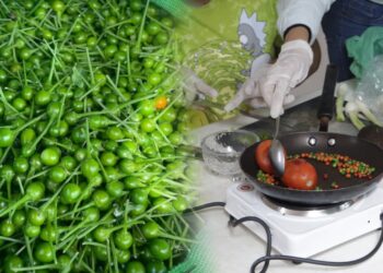 La UAT impulsa la preservación del chile piquín como símbolo de identidad regional