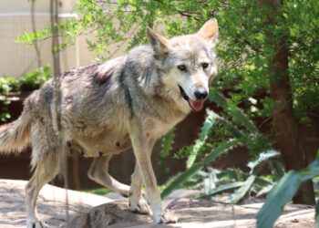 Trasladan a Garita, una loba con la mejor genética, a la Ciudad de México