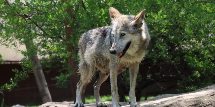 Trasladan a Garita, una loba con la mejor genética, a la Ciudad de México