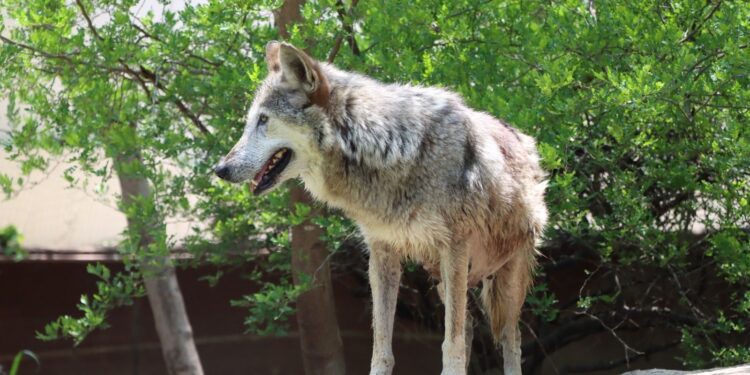 Trasladan a Garita, una loba con la mejor genética, a la Ciudad de México