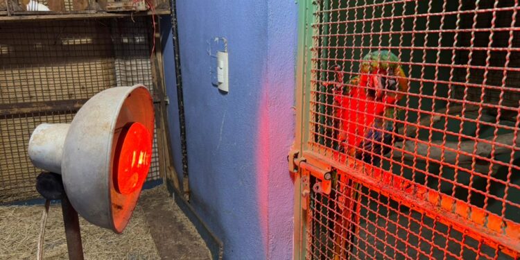 Aplica Comisión de Parques protocolos en fauna ante bajas temperaturas