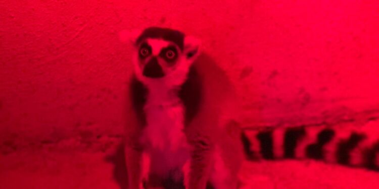 Aplica Comisión de Parques protocolos en fauna ante bajas temperaturas