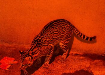 Aplica Comisión de Parques protocolos en fauna ante bajas temperaturas