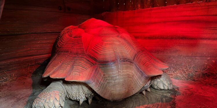 Aplica Comisión de Parques protocolos en fauna ante bajas temperaturas