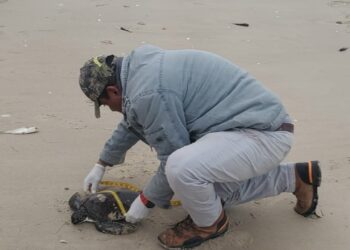 Rescata Comisión de Parques 40 tortugas verdes en playas