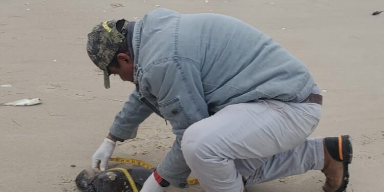 Rescata Comisión de Parques 40 tortugas verdes en playas