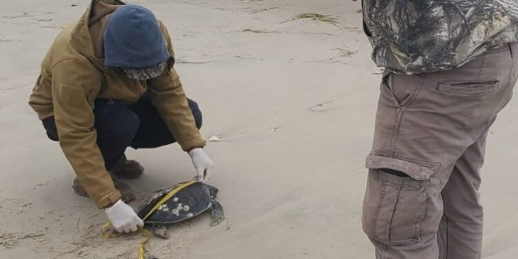 Rescata Comisión de Parques 40 tortugas verdes en playas