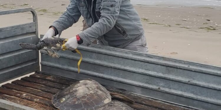 Rescata Comisión de Parques 40 tortugas verdes en playas