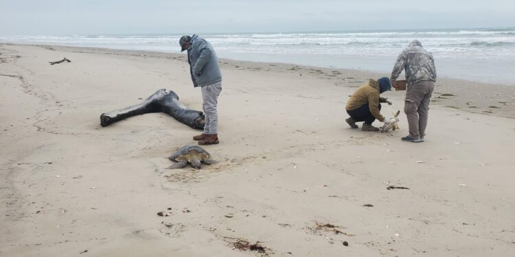 Rescata Comisión de Parques 40 tortugas verdes en playas