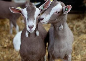 Prepara Turismo concursos en el Festival del Cabrito en Tula