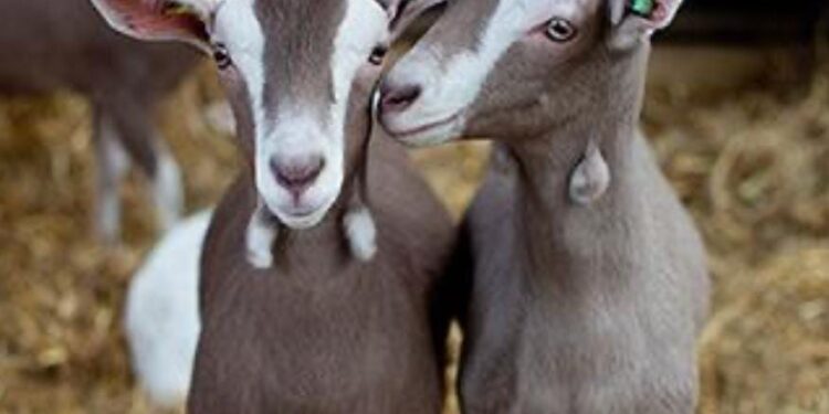 Prepara Turismo concursos en el Festival del Cabrito en Tula