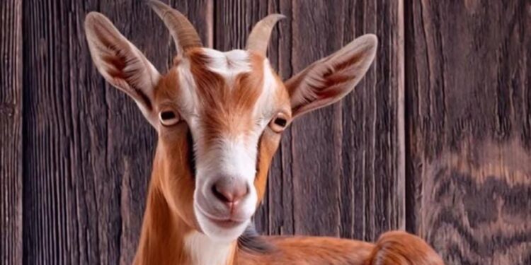 Prepara Turismo concursos en el Festival del Cabrito en Tula