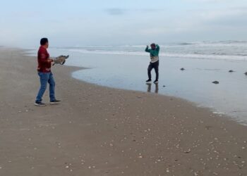 Regresa Comisión de Parques 62 tortugas verdes rescatadas al mar