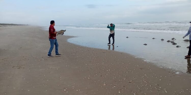 Regresa Comisión de Parques 62 tortugas verdes rescatadas al mar